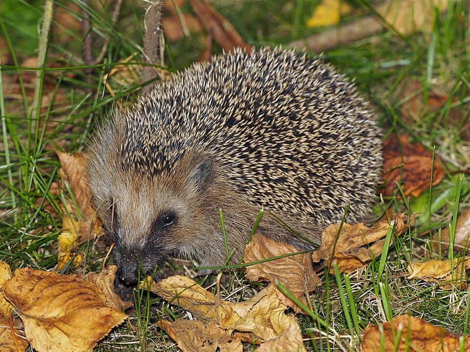 © Jörg Hempel, CC BY-SA 2.0 DE